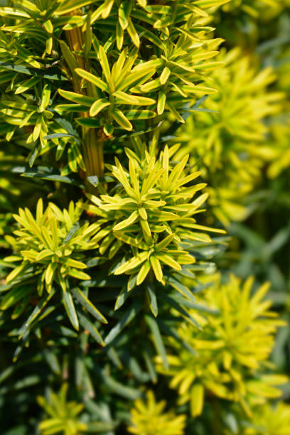 Irish Yew Fastigiata Irish Yew Fastigiata - Latin name - Taxus baccata Fastigiata taxus baccata fastigiata stock pictures, royalty-free photos & images
