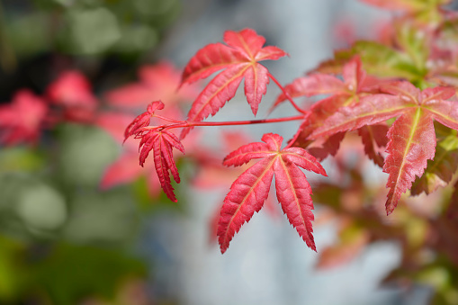 Japanese Maple Shin-Deshojo - Latin name - Acer palmatum Shin-Deshojo