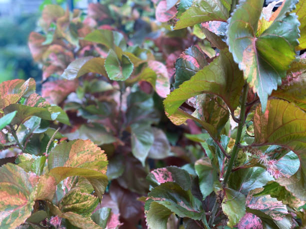 istock Greenery background of nature plant and leaf 1330887589