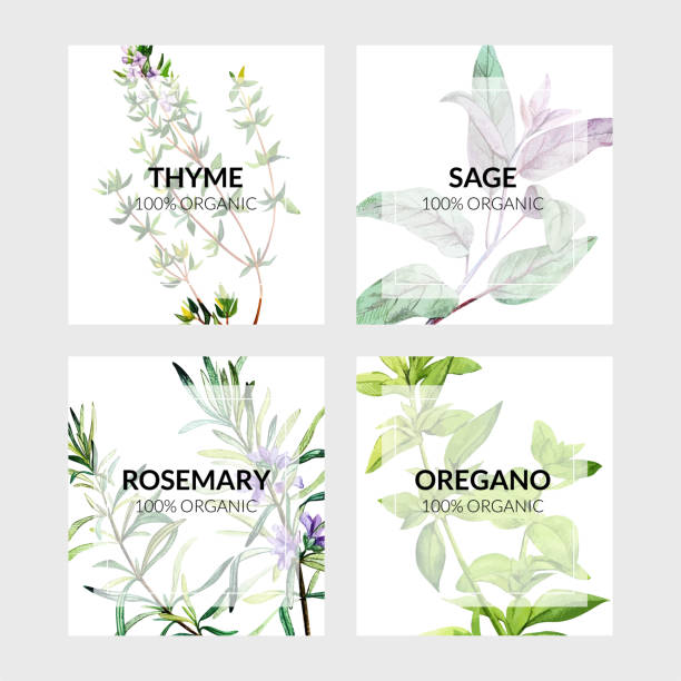 stockillustraties, clipart, cartoons en iconen met set of four cards with cooking herbs - wilde marjolein illustraties