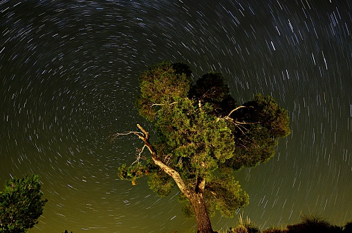 Night photography, and circumpolar on a tree in the foreground illuminated