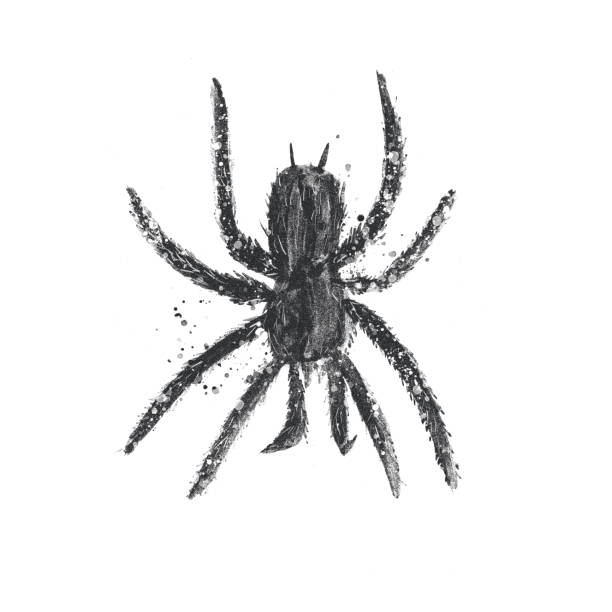 illustrations, cliparts, dessins animés et icônes de grande araignée noire, illustration décorative dessinée à la main avec texture sur fond blanc - hairy animal hair fantasy monster