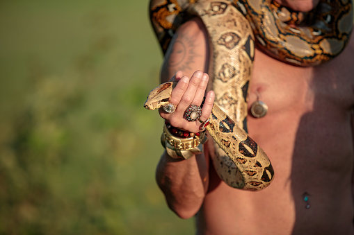 Snake in hand with rings and bracelets. Snake charmer. Performance