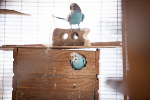 Happy Caged birds