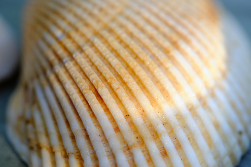 Stock photo showing close-up view of a pile of seashells and starfish on the sand on a sunny, golden beach with sea at low tide in the background. Summer holiday and tourism concept.