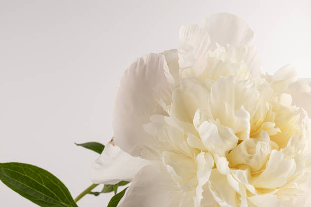 istock white peony flower isolated on light background 1330892773