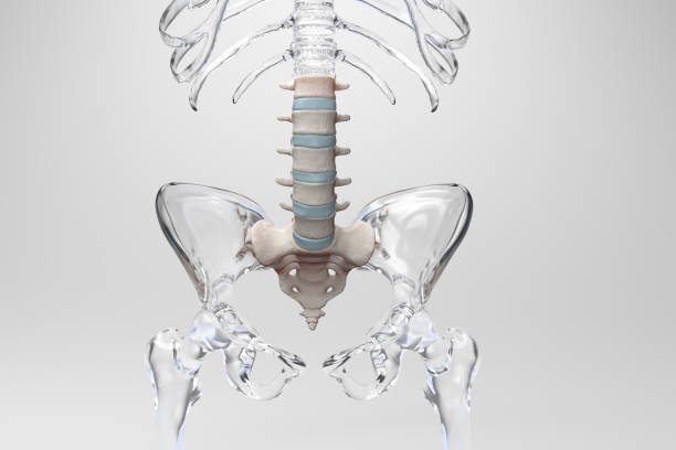 Lumbar Anterior on Glass Skeleton Anterior view of the lumbar region of the spine in a glass skeleton environment coccyx photos stock pictures, royalty-free photos & images