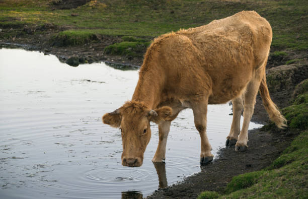 istock calf drinking in a pond of water 1330893787
