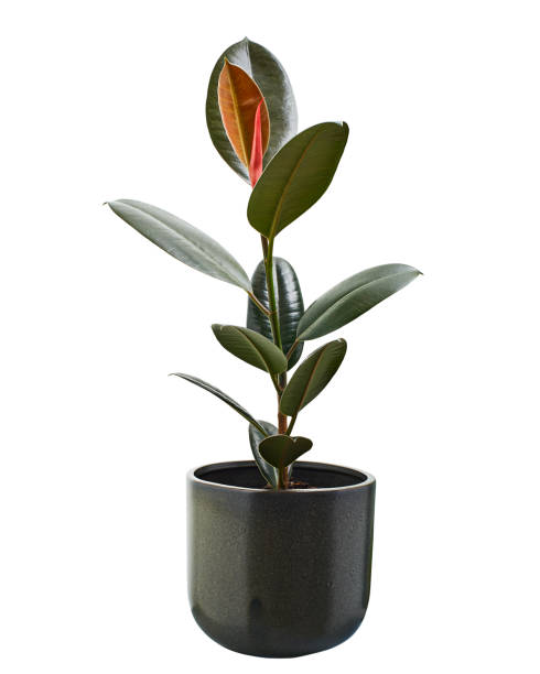 istock Ficus elastica burgundy leaves, Burgundy Rubber tree in pot, isolated on white background with clipping path 1330894169
