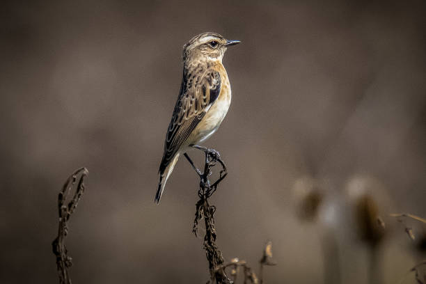 braunkehlchen (saxicola rubetra) - whinchat stock-fotos und bilder