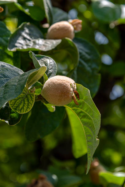 Close-up of Quince fruit growing on tree.
