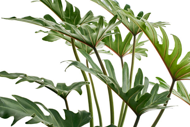 istock Philodendron Xanadu, Xanadu leaves  isolated on white background, with clipping path 1330895394