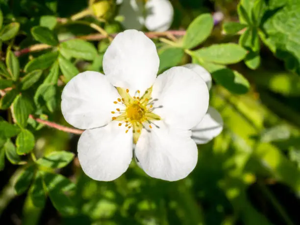 Shrubby cinquefoil, Dasiphora fruticosa syn Potentilla fruticosa Abbotswood, close up of white flower with five petals in spring, Netherlands