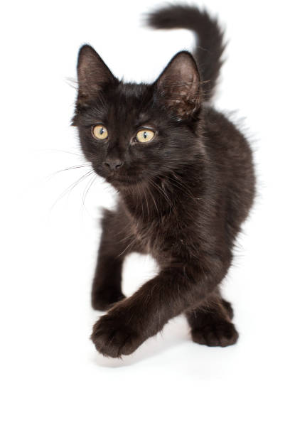 istock Small black kitten of 3 months 1330897177