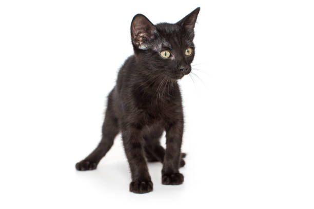 istock Small black kitten of 3 months 1330897249