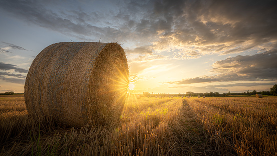 A harvested wheat field with bales of straw and the beaming light of the evening sun