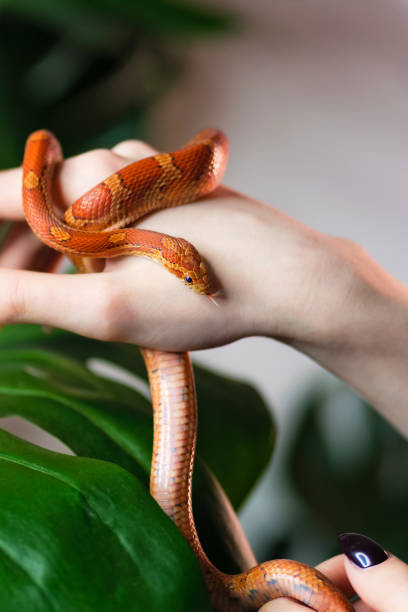 istock Corn snake wrapped around woman hand 1330899573