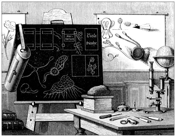 illustrazioni stock, clip art, cartoni animati e icone di tendenza di illustrazione di botanica antica: studio di biologia - camera engraving old retro revival