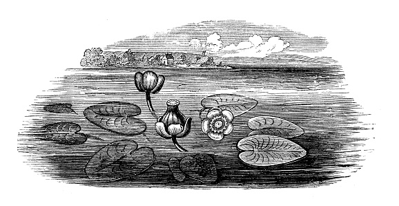 Antique botany illustration: Nuphar lutea, yellow water-lily, brandy-bottle, spadderdock