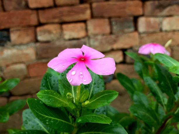 sadafuli(catharanthus) - catharanthus photos et images de collection