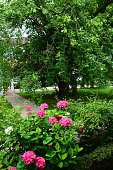 hortensia.jpg?b=1&s=170x170&k=20&c=53HRN