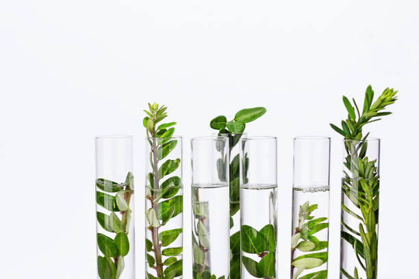 istock Test tubes with herbs for organic natural cosmetics. 1330902669