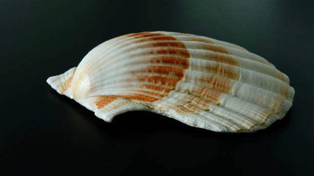 istock Great Scallop, Pilgrim's Scallop 1330902698