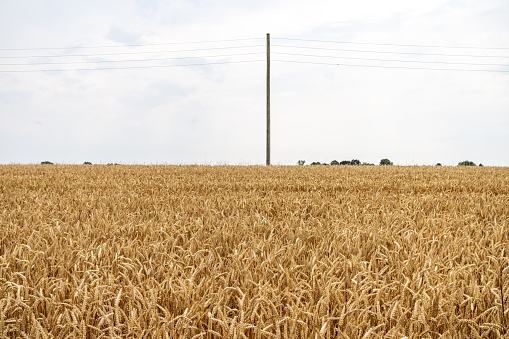Field with ripe wheat and a old fashioned telephone pole outside the Danish town Holbæk