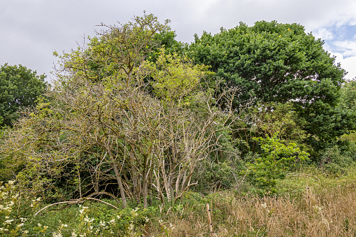 Dying elderberry tree in an natural hedge in a area called Russia - Rusland - in a agricultural area north of Copenhagen