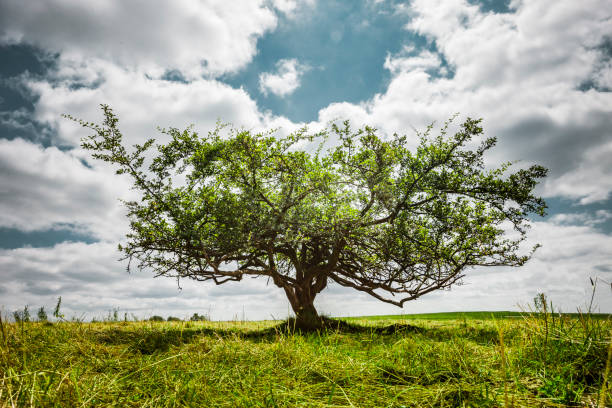 Gnarled crab apple tree Malus sylvestris