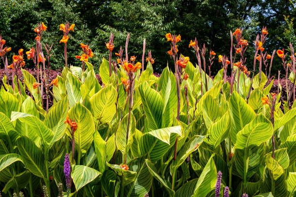 istock Beautiful variegated canna that blooms in summer. 1330905172