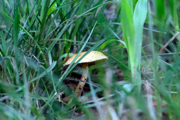 Little mushroom in the garden