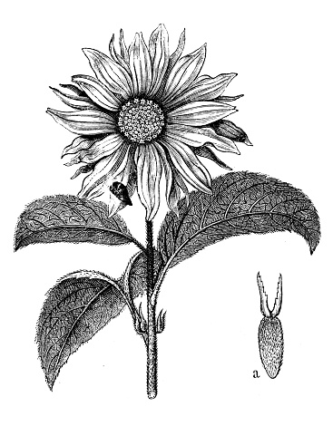 Antique botany illustration: Helianthus annuus, common sunflower