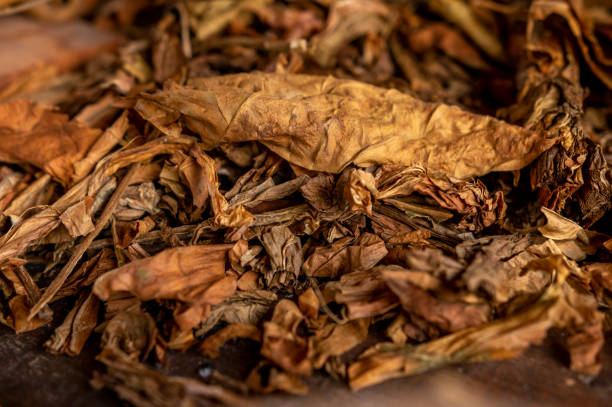 foglie di tabacco cubano secche - tobacco foto e immagini stock