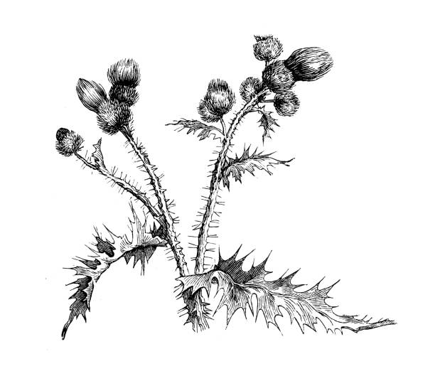 Antique botany illustration: Cirsium vulgare, spear thistle Antique botany illustration: Cirsium vulgare, spear thistle thistle stock illustrations