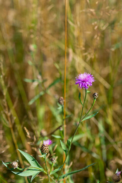istock Red clover flowers field 1330909055