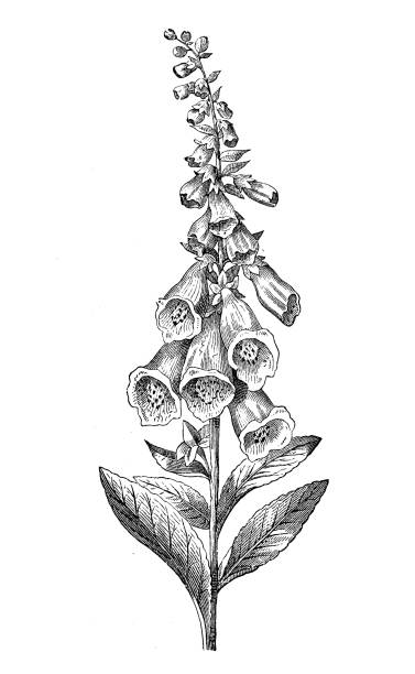 ilustraciones, imágenes clip art, dibujos animados e iconos de stock de ilustración de botánica antigua: digitalis purpurea, foxglove - guantera