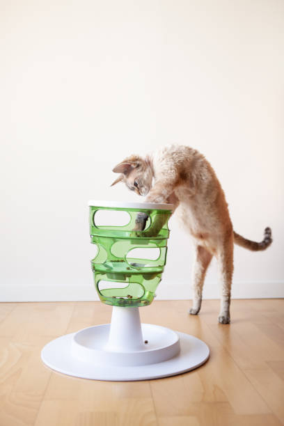 istock Devon Rex cat is having fun with smart toy Green Tower. It turns feeding time into hunting time. 1330910996