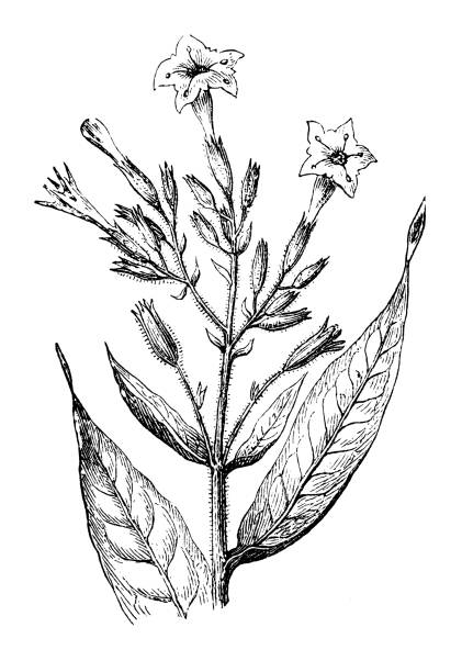 Antique botany illustration: Nicotiana tabacum, tobacco Antique botany illustration: Nicotiana tabacum, tobacco nicotiana rustica stock illustrations