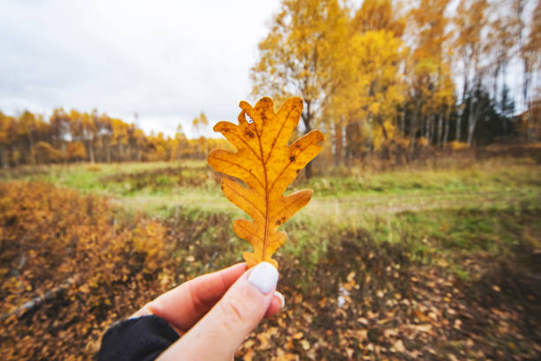 istock Closeup hands with yellow autumn oak leaf 1330911502
