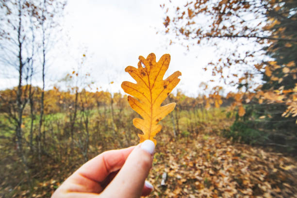 istock Closeup hands with yellow autumn oak leaf 1330911594