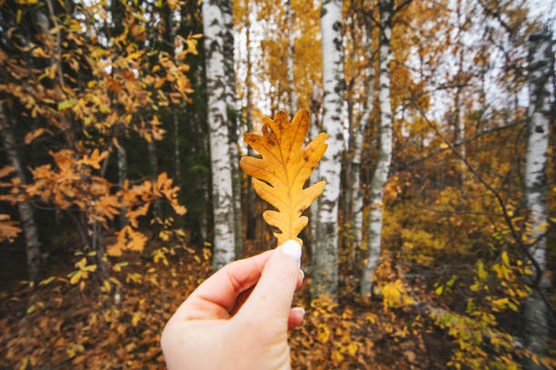 Closeup hands with yellow autumn oak leaf