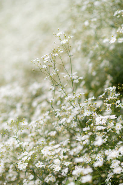 istock Baby's breath flower field number 4 1330912295