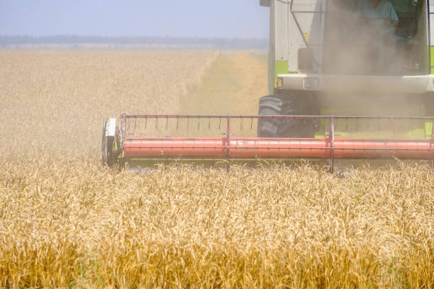 istock Agricultural harvester mows wheat 1330912415