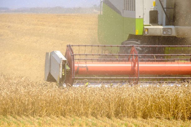 istock Agricultural harvester mows wheat 1330912644