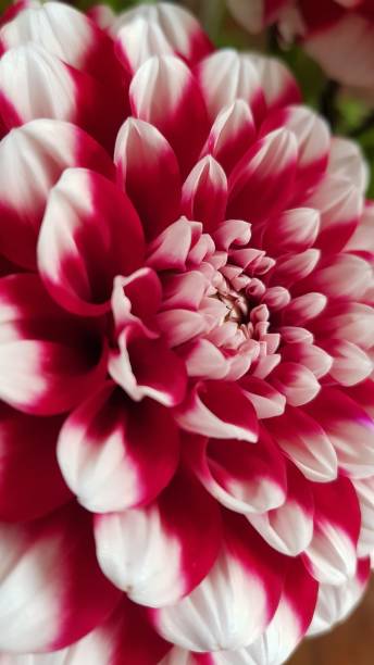 istock Multicolored red and white dahlia flower 1330912861