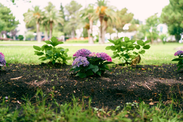 Blooming lilac small hydrangea bush in a green park. High quality photo