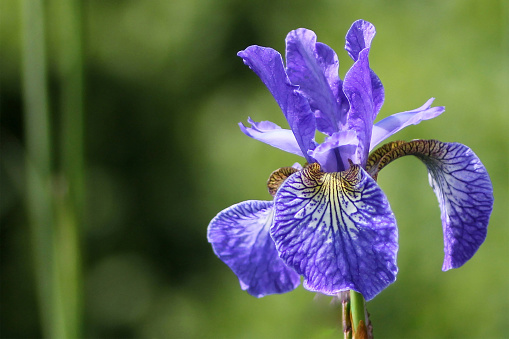 Flag Iris flower with raindrops.