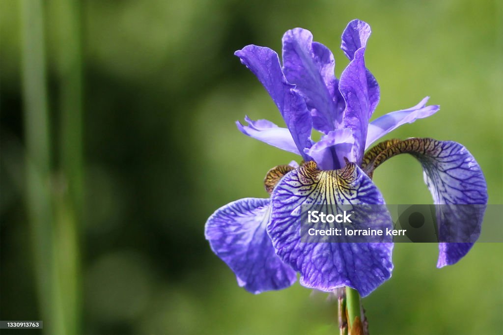 Blue Bearded Iris (Iris Delavayi) in the sun Blue Bearded Iris (Iris Delavayi) in the sunshine Flower Stock Photo