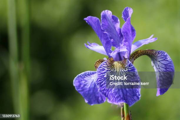 Blue Bearded Iris In The Sun Stock Photo - Download Image Now - Flower, Iris - Plant, Flower Head